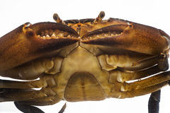 Hypolobocera ucayalensis