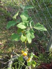 Solanum