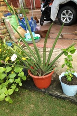 Sansevieria bacularis