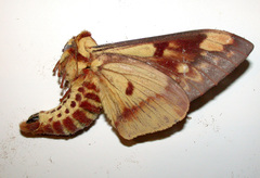 Citheronia hamifera