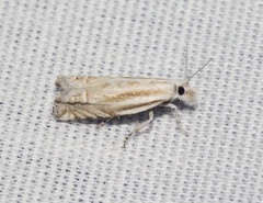 Eucosma pallidarcis