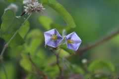 Lycianthes lenta