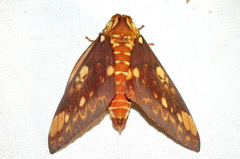 Citheronia hamifera