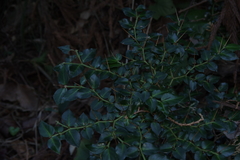 Damnacanthus indicus indicus