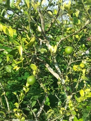 Citrus × limon