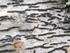 Graphis elegans - Photo (c) Annelie Burghause, some rights reserved (CC BY-NC-SA)
