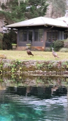 Meleagris gallopavo osceola