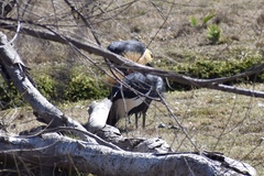 Balearica pavonina pavonina