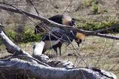Balearica pavonina pavonina