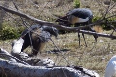 Balearica pavonina pavonina