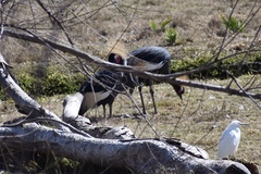 Balearica pavonina pavonina
