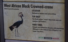 Balearica pavonina pavonina