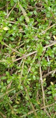 Coprosma depressa