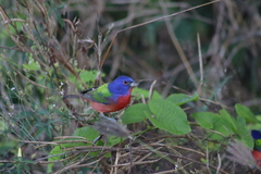 Antigonon flavescens