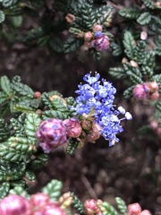 Ceanothus impressus