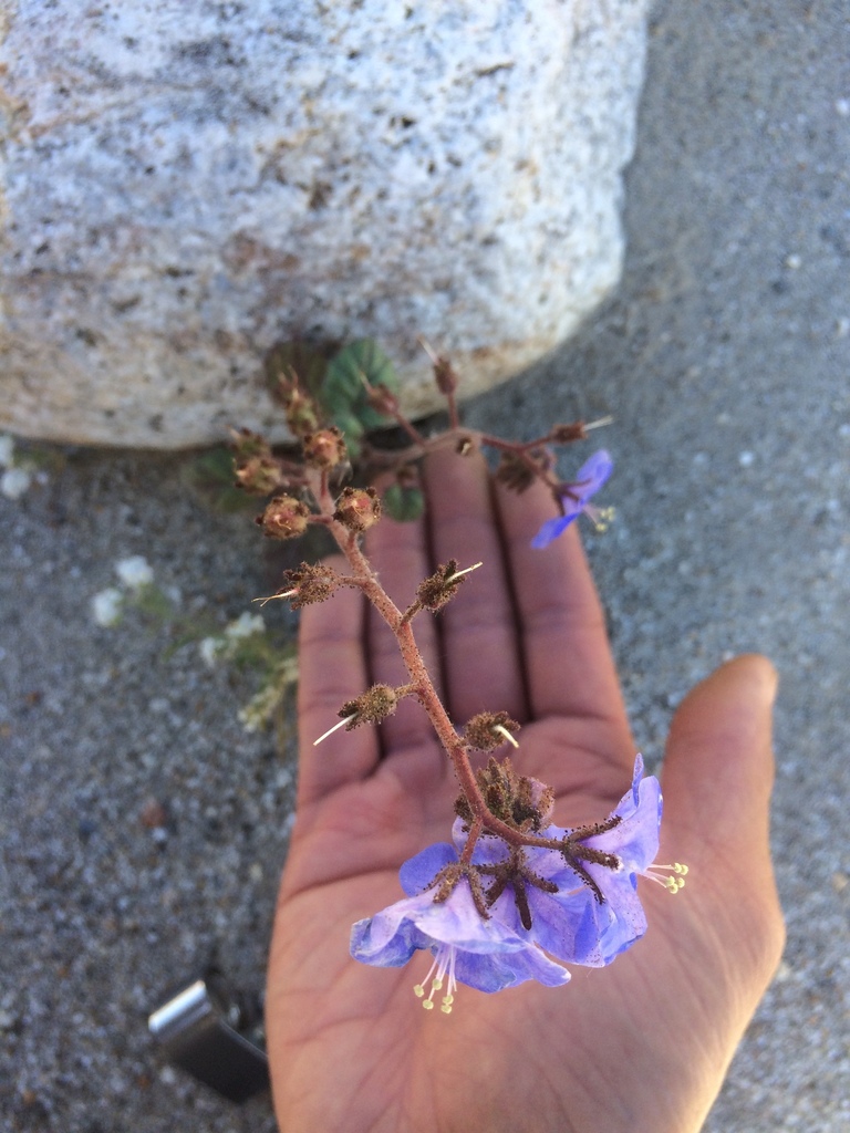 Phacelia campanularia, San Diego, California, United States