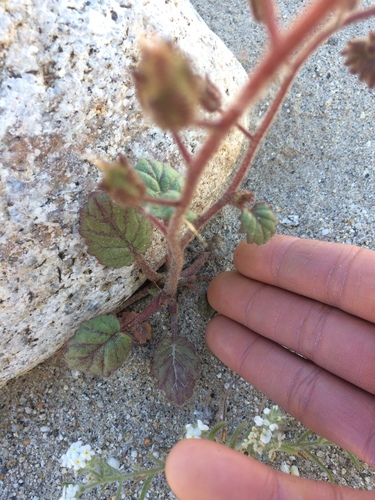 Phacelia campanularia