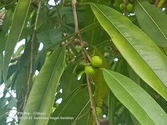 Ficus celebensis