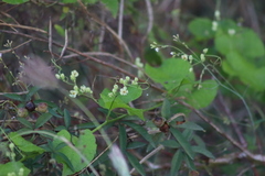 Antigonon flavescens