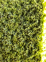 Bolax gummifera