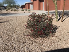 Calliandra californica