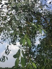 Sonneratia caseolaris