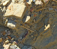 Acrida turrita
