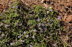 Ceanothus prostratus occidentalis