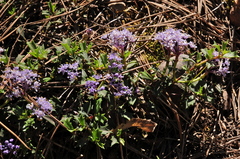 Ceanothus prostratus occidentalis