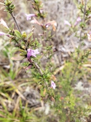 Clinopodium chilense