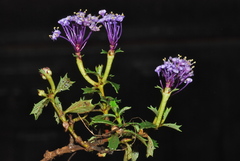 Ceanothus prostratus occidentalis