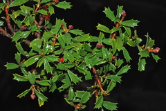 Ceanothus prostratus occidentalis