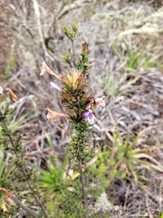 Clinopodium chilense
