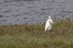 Egretta garzetta nigripes