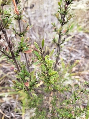Clinopodium chilense