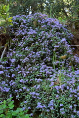 Ceanothus prostratus occidentalis