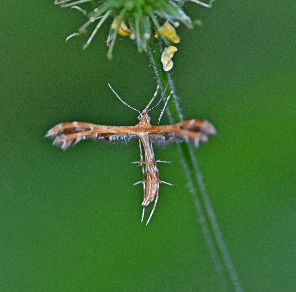 Oxyptilus ericetorum