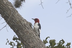 Melanerpes erythrocephalus