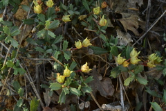 Ceanothus prostratus occidentalis