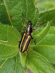 Astylus vittaticollis