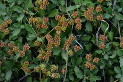 Ceanothus prostratus occidentalis