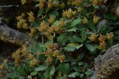 Ceanothus prostratus occidentalis