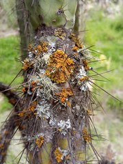 Teloschistes exilis