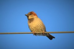 Passer domesticus