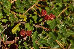 Ceanothus prostratus prostratus
