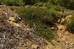Ceanothus prostratus prostratus