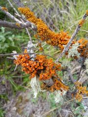 Teloschistes exilis
