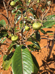 Alphitonia neocaledonica