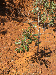 Alphitonia neocaledonica