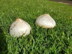 Chlorophyllum